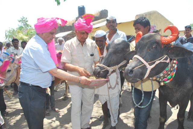 CSR - Distribution Of Mineral Mixture At Cattle Camp And Tree Plantation Drive At Drought Affected Parner Village, Beed District On 2nd May 2016123 - Image 4