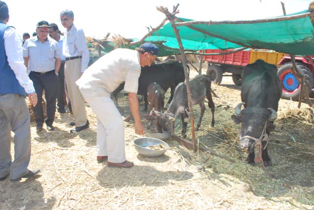 CSR - Distribution Of Mineral Mixture At Cattle Camp And Tree Plantation Drive At Drought Affected Parner Village, Beed District On 2nd May 2016